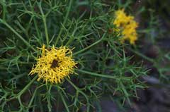 Isopogon ceratophyllus Horny Conebush Isopogon ceratophyllus Horny Conebush