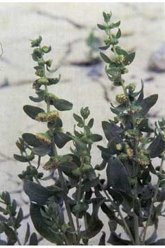 Iva axillaris Deathweed, Povertyweed Iva axillaris Deathweed, Povertyweed