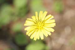 Ixeris stolonifera Creeping lettuce Ixeris stolonifera Creeping lettuce