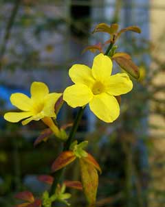 Jasminum nudiflorum Winter-Flowering Jasmin, Winter jasmine