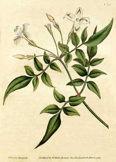 Jasminum officinale Jessamine, Poet Jasminum officinale Jessamine, Poet