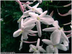 Jasminum officinale Jessamine, Poet Jasminum officinale Jessamine, Poet