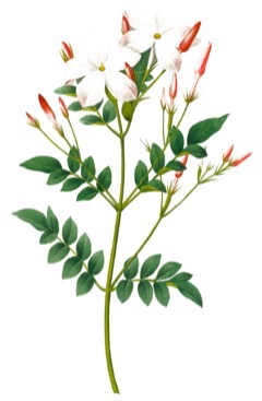 Jasminum grandiflorum Jasmin Jasminum grandiflorum Jasmin