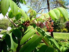 Juglans ailanthifolia Japanese Walnut