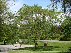 Juglans ailanthifolia Japanese Walnut Juglans ailanthifolia Japanese Walnut