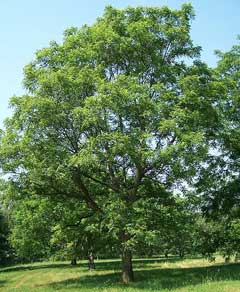 Juglans major Arizona Walnut Juglans major Arizona Walnut