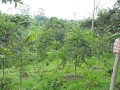 Juglans olanchana Olancho walnut, Central American walnut Juglans olanchana Olancho walnut, Central American walnut