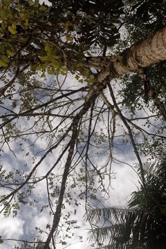 Juglans olanchana Olancho walnut, Central American walnut Juglans olanchana Olancho walnut, Central American walnut