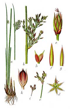 Juncus inflexus Hard Rush, European meadow rush Juncus inflexus Hard Rush, European meadow rush