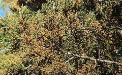 Juniperus Ashe Juniper, Mountain Cedar