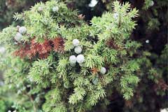 Juniperus drupacea Syrian Juniper