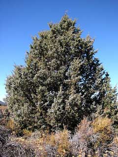 Juniperus_occidentalis Western Juniper