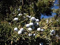 Juniperus_occidentalis Western Juniper