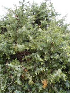 Juniperus_oxycedrus Prickly Juniper, Cade juniper