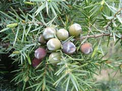 Juniperus_oxycedrus Prickly Juniper, Cade juniper Juniperus_oxycedrus Prickly Juniper, Cade juniper
