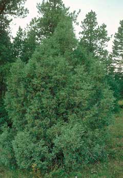 Juniperus scopulorum Rocky Mountain Juniper, Weeping Rocky Mountian Juniper, Colorado Red Cedar Juniperus scopulorum Rocky Mountain Juniper, Weeping Rocky Mountian Juniper, Colorado Red Cedar