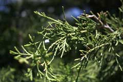 Juniperus_scopulorum Rocky Mountain Juniper, Weeping Rocky Mountian Juniper, Colorado Red Cedar