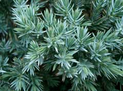 Juniperus_squamata Flaky Juniper
