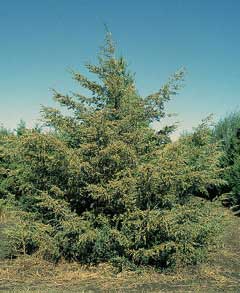Juniperus_virginiana Pencil Cedar, Eastern redcedar, Southern redcedar, Silver Cedar, Burk Eastern Red Cedar, Silver East