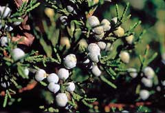 Juniperus_virginiana Pencil Cedar, Eastern redcedar, Southern redcedar, Silver Cedar, Burk Eastern Red Cedar, Silver East