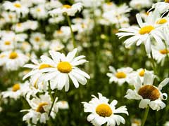 Kalimeris pinnatifida Japanese Aster Kalimeris pinnatifida Japanese Aster