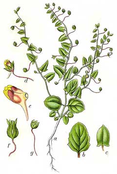 Kickxia elatine Fluellen, Sharpleaf cancerwort Kickxia elatine Fluellen, Sharpleaf cancerwort