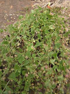 Kickxia elatine Fluellen, Sharpleaf cancerwort Kickxia elatine Fluellen, Sharpleaf cancerwort