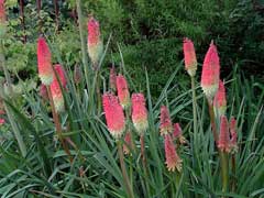 Kniphofia_uvaria Red Hot Poker , Common Torch Lily, Torch Lily, Poker Plant, Tritoma