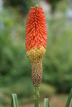 Kniphofia_uvaria Red Hot Poker , Common Torch Lily, Torch Lily, Poker Plant, Tritoma