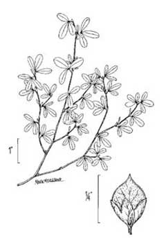 Kummerowia striata Common Lespedeza, Japanese clover