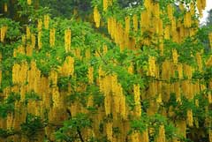 Laburnum alpinum Scotch Laburnum, Alpine Bea Tree, Alpine Golden Chain Tree Laburnum alpinum Scotch Laburnum, Alpine Bea Tree, Alpine Golden Chain Tree