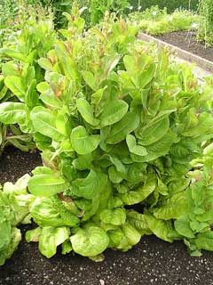 Lactuca sativa longifolia Cos Lettuce Lactuca sativa longifolia Cos Lettuce
