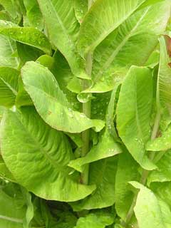 Lactuca_sativa_longifolia Cos Lettuce