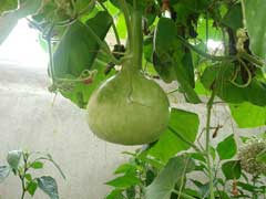 Lagenaria siceraria Bottle Gourd Lagenaria siceraria Bottle Gourd