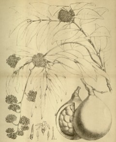 Landolphia kirkii Sand apricot-vine, Coast rubber vine, Wildpeach Landolphia kirkii Sand apricot-vine, Coast rubber vine, Wildpeach