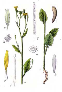 Lapsana communis Nipplewort, Common nipplewort Lapsana communis Nipplewort, Common nipplewort