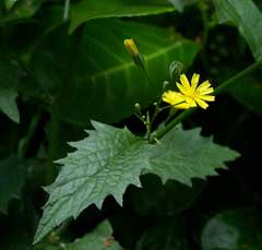 Lapsana communis Nipplewort, Common nipplewort Lapsana communis Nipplewort, Common nipplewort