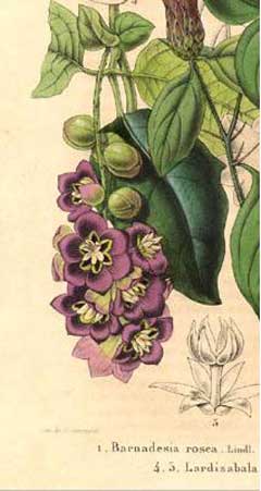 Lardizabala biternata Zabala Fruit Lardizabala biternata Zabala Fruit