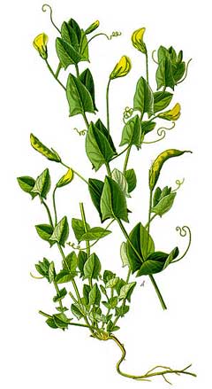 Lathyrus_aphaca Yellow-Flowered Pea