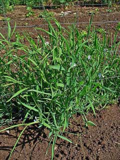 Lathyrus sativus Chickling Pea, White pea Lathyrus sativus Chickling Pea, White pea