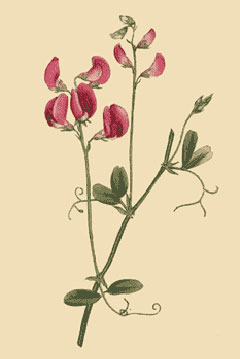 Lathyrus_tuberosus Earthnut Pea, Tuberous sweetpea
