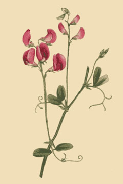 Lathyrus tuberosus Earthnut Pea