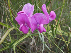 Lathyrus tuberosus Earthnut Pea