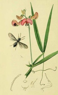 Lathyrus sylvestris Flat pea, Wood pea Lathyrus sylvestris Flat pea, Wood pea