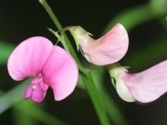 Lathyrus sylvestris Flat pea, Wood pea Lathyrus sylvestris Flat pea, Wood pea