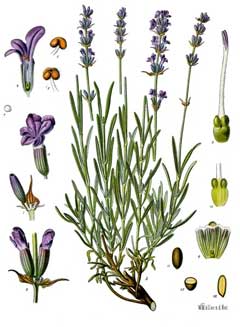 Lavandula angustifolia English Lavender
