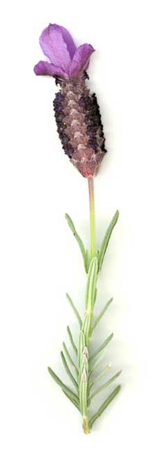 Lavandula stoechas French Lavender Lavandula stoechas French Lavender