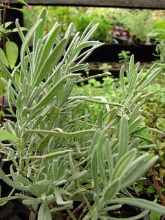 Lavandula x intermedia Lavender, Lavandin Lavandula x intermedia Lavender, Lavandin