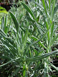 Lavandula x intermedia Lavender, Lavandin Lavandula x intermedia Lavender, Lavandin