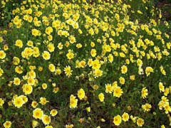 Layia platyglossa Coastal Tidytips Layia platyglossa Coastal Tidytips